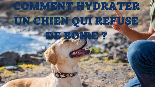 Comment hydrater un chien qui refuse de boire?